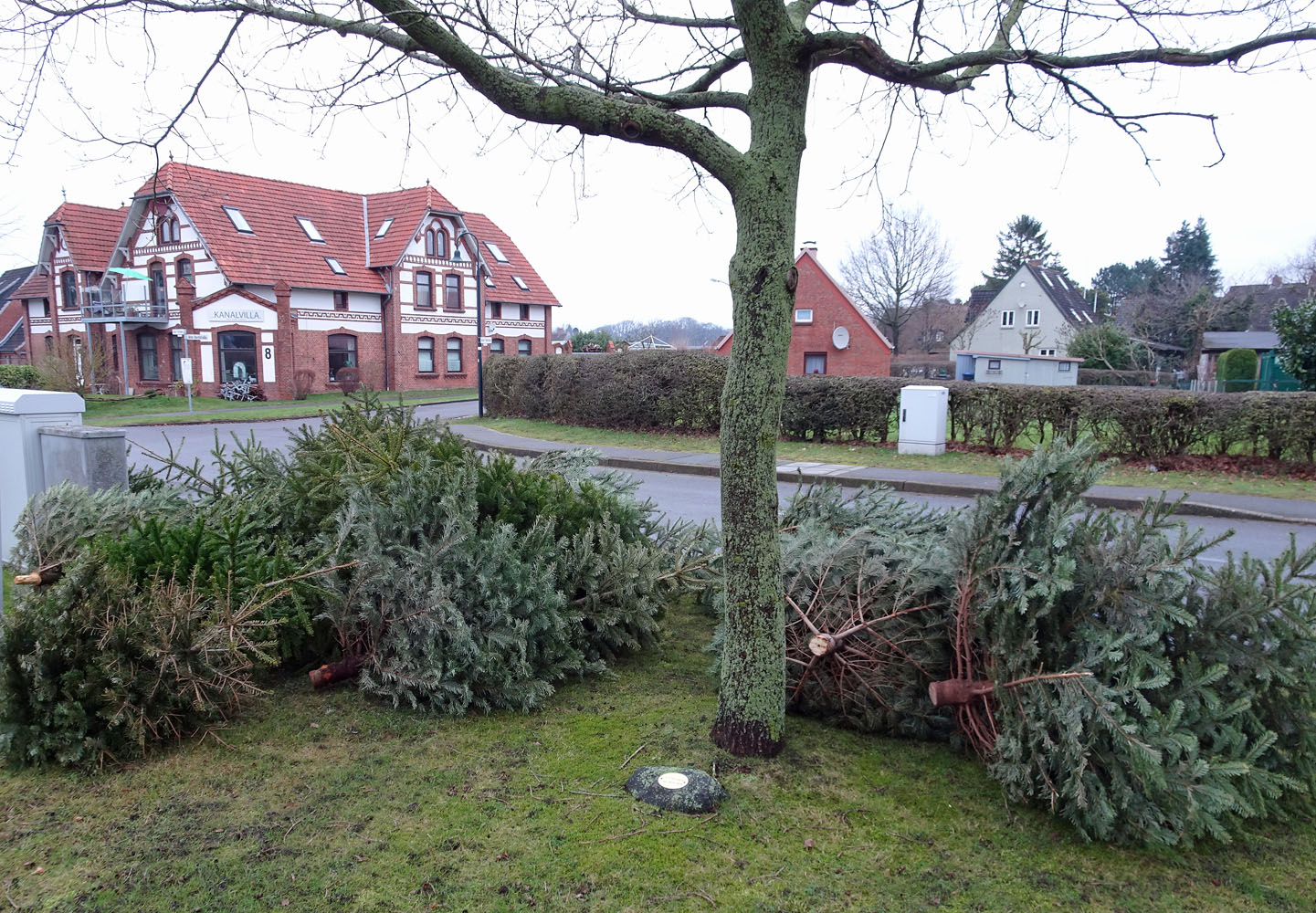 Die Weihnachtsbäume werden abgeholt